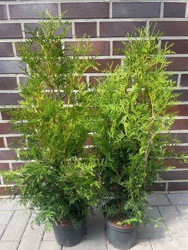 10st thuja brabant - 10st., 70-100cm