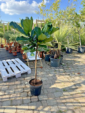 Ficus lyrata 140–170cm Geigenfeige Geigenblattbaum Zimmerpflanze pflegeleicht