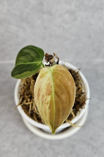 Philodendron melanochrysum - philodendron,