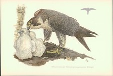 Kunstdruck - Offsetdruck