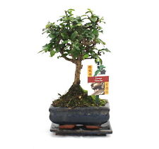 Exotenherz - Bonsai Fukientee - Carmona microphylla - ca. 6 Jahre - Kugelform
