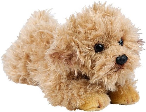 Suki 12149 labradoodle hund - suki,