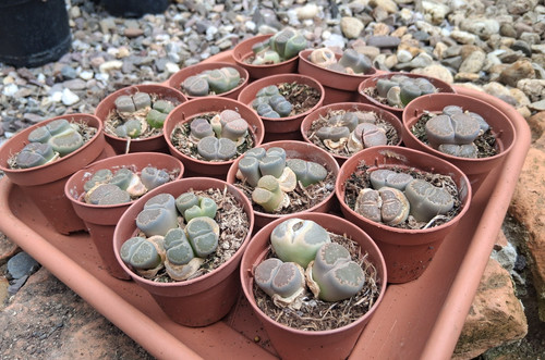 Stück lithops spec - 3, spec.
