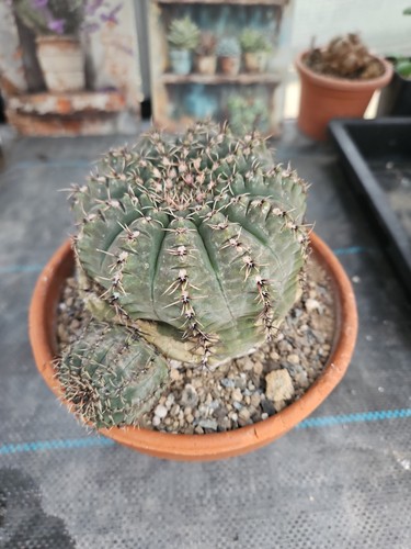 Gymnocalycium stellatum xxl - stellatum,