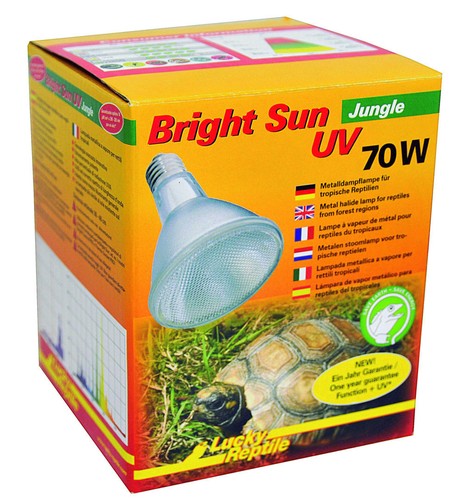 Lucky reptile bright - reptile,