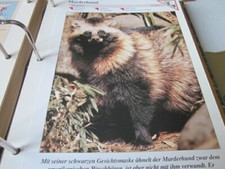 Tierbilder Gruppe 1 K264