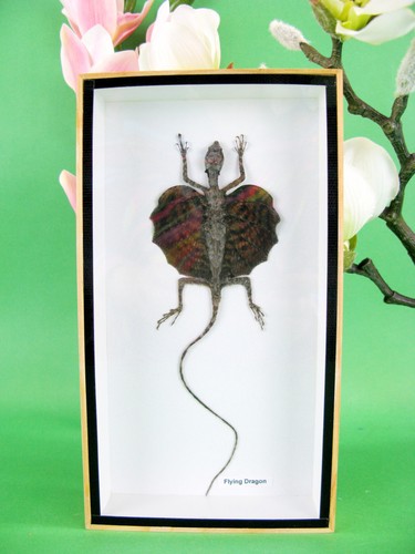 Ein echter fliegender drache - fliegender,