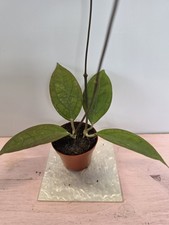 heavenly HOYA Hoya Tequila