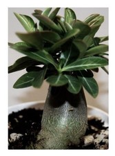 3x Adenium arabicum Black