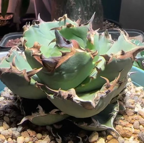Sale rare pant agave - agave, titanota