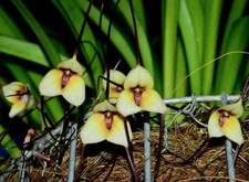 Dracula Citrina Orchidee