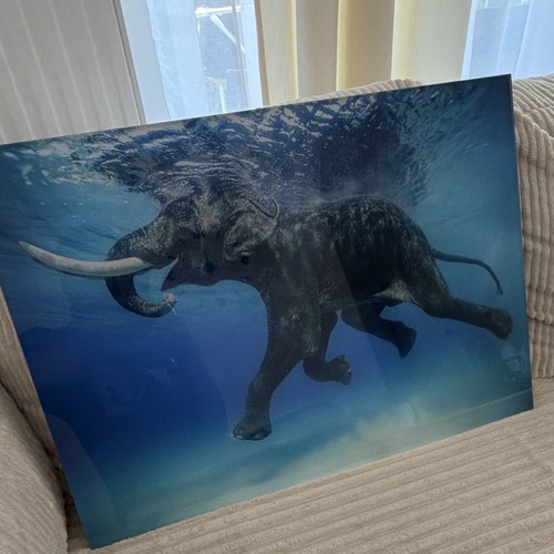 Gerahmtes wandbild elefant - gerahmtes,
