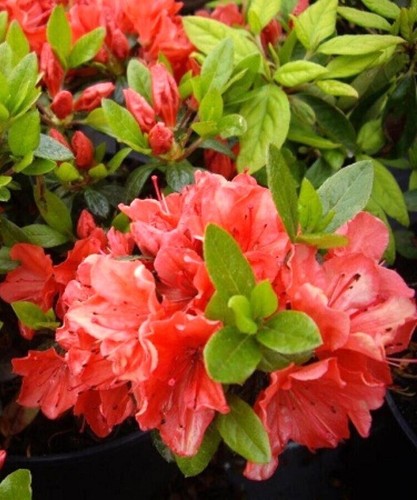 Japanische azalee rhododendron - azalee,