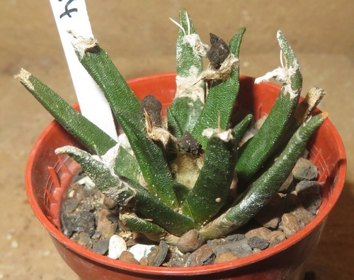 Ariocarpus agavoides tula - ariocarpus,