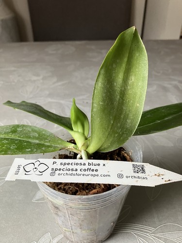 Phalaenopsis speciosa blue - phalaenopsis,