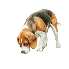2x Sticker Beagle
