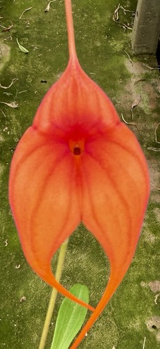 Masdevallia mystic glow - glow, new