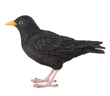 Amsel lebensecht garten - amsel,