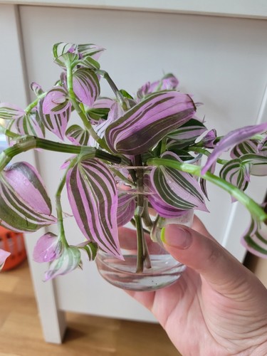 Tradescantia tripogandra - 2×tradescantia,