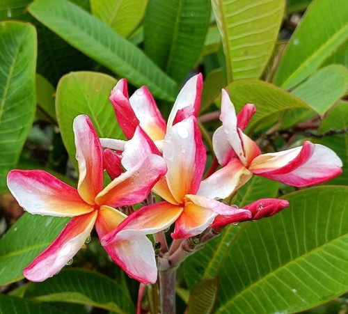 Frangipani plumeria madam - frangipani,