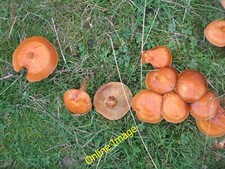 Foto 12x8 Lärchenboletes [Suillus grevillei] Traufe, Die\/SO6106 A näher v c2013