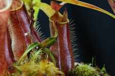 NEPENTHES GRACILIS
