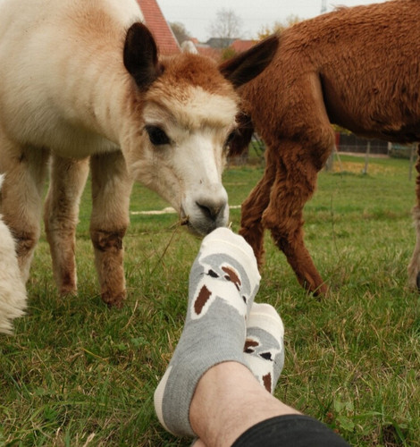 Niedliche alpaka socken aus - niedliche,