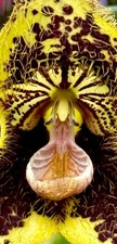 Dracula species robledorum - dracula,