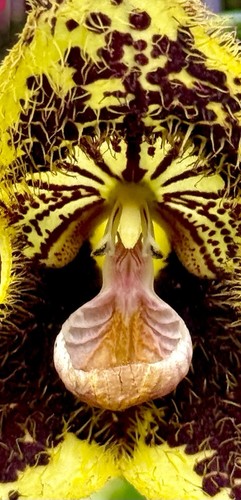 Dracula species robledorum - species,