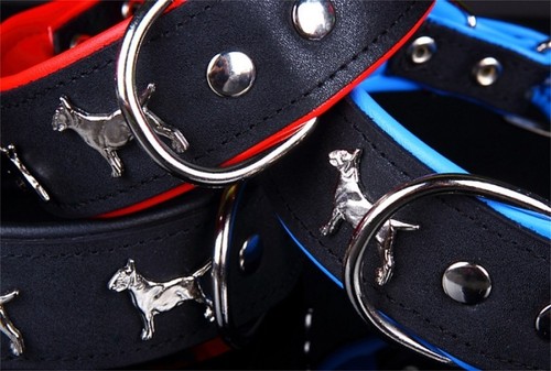 Motiv halsband bullterrier - motiv,