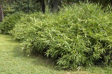 3st. Bambus Fargesia Jumbo