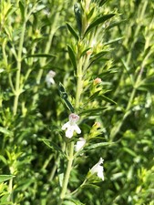 Berg-Bohnenkraut Winter-Bohnenkraut Satureja montana Teepflanze Bienenweide