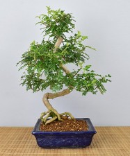 Bonsai Indoor, Szechuanpfeffer