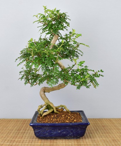 Bonsai indoor szechuanpfeffer - indoor,,