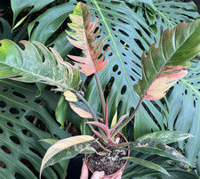 Große Philodendron Caramel