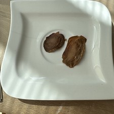 Weisser Mahagoni Samen