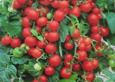 Tomatensamen - Cocktail/Cherry