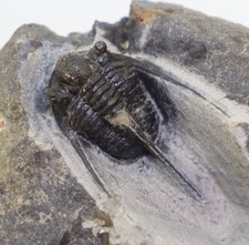 Trilobit, Cyphaspis sp
