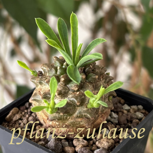 Euphorbia bupleurifolia - , x