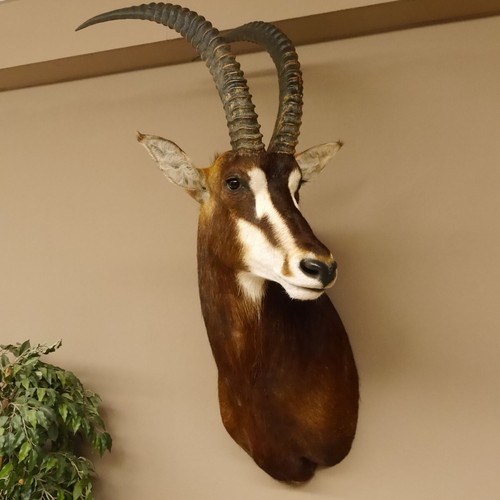 Rappenantilope hippotragus - rappenantilope,