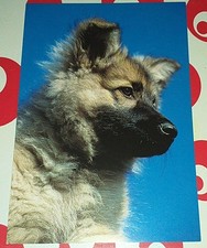 Schäferhund Shepherd Hunde Welpe Dog Postkarte Postcard Ak Hundepostkarte DJH