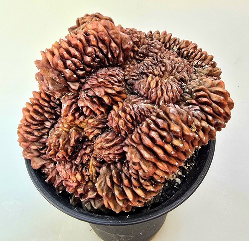 Sehr schöner gymnocalycium - sehr,