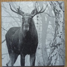 Deko HDF - Tiere Natur Elch Geweih Jagd Garten Schnee Winter Wald Birken