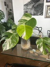 Monstera variegata pflanze - monstera, /