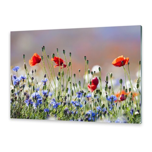 Acrylglasbilder wandbild aus - acrylglasbilder,