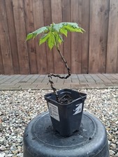 Bergahorn, Pre Bonsai, Bonsai