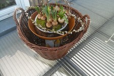 Weidenkorb Kaminholzkorb Kartoffelkorb Obstkorb Füllkorb Kiepe Weide Durchmesser