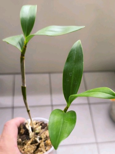 Dendrobium thyrsiflorum - ,
