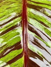 Musa sikkimensis ‘Ever Red’ (LOU1 PBR) – Winterhart !