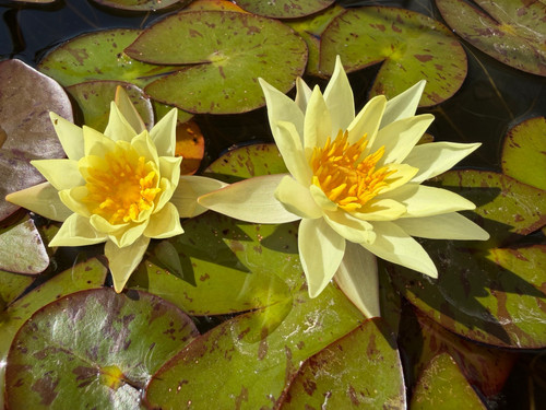 Nymphaea pygmea zartgelbe - nymphaea,